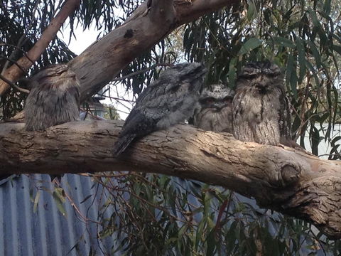 Kookas Retreat - Yamba Accommodation 15
