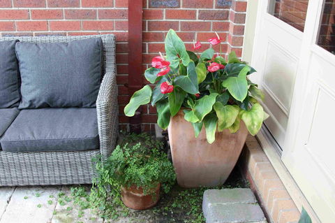 Oxford Rise Apartment - Yamba Accommodation 16
