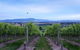 Balgownie Estate Yarra Valley - thumb 37