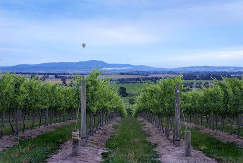 Balgownie Estate Yarra Valley - Yamba Accommodation 37