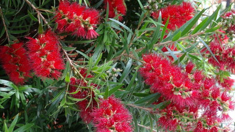 Gariwerd Motel - Yamba Accommodation 22