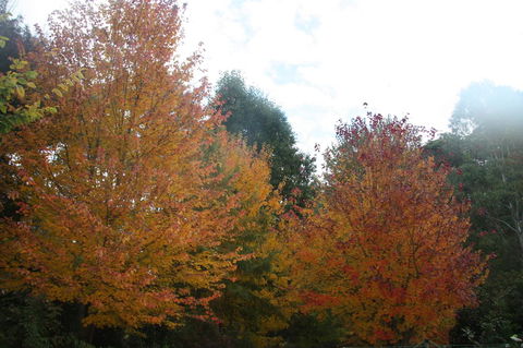 Shady Brook Cottages - Yamba Accommodation 13