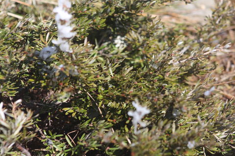 Shady Brook Cottages - Yamba Accommodation 3