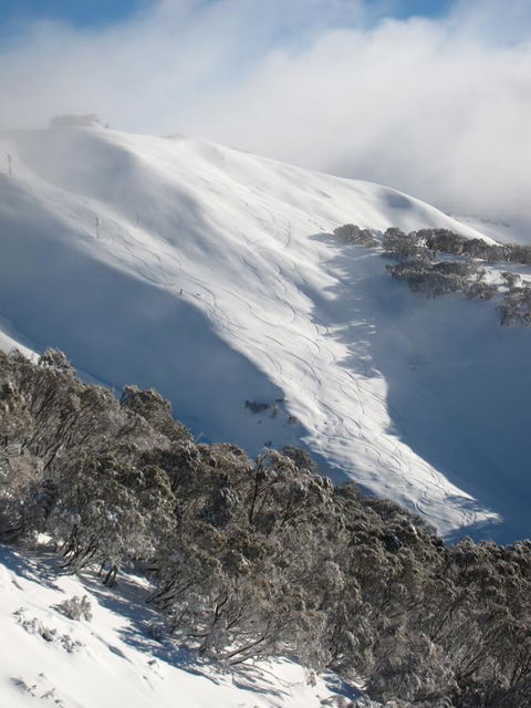 The Harrietville Snowline Hotel - Yamba Accommodation 29