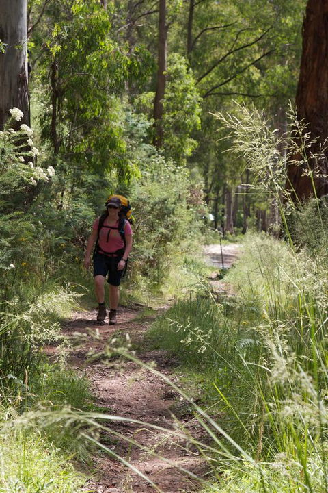 The Harrietville Snowline Hotel - Yamba Accommodation 11