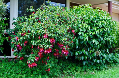Crimea Retreat - Yamba Accommodation 18