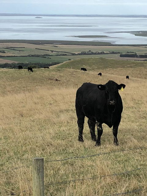 One Tree Hill Wilson Prom And Ocean Views - Yamba Accommodation 17