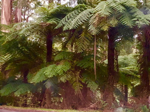 One Tree Hill Wilson Prom And Ocean Views - Yamba Accommodation 16