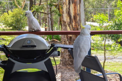 Blue Ridge Retreat - Yamba Accommodation 3