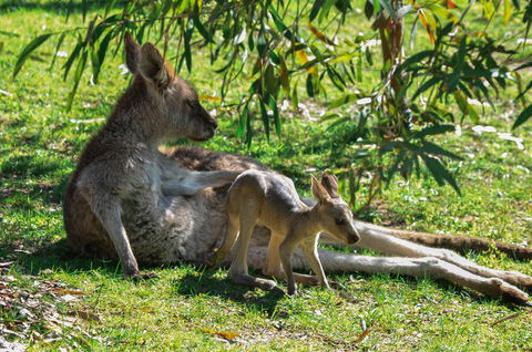 Blue Ridge Retreat - Yamba Accommodation 9