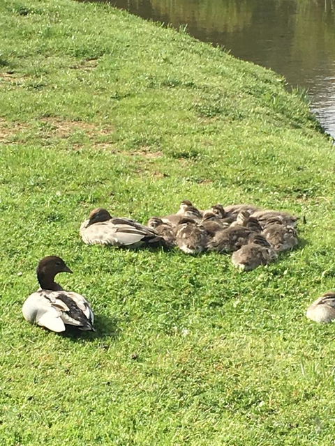 Lakeside Conti Villas - Yamba Accommodation 17