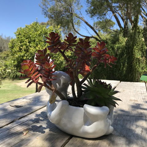 The Fingal Farm - Yamba Accommodation 30