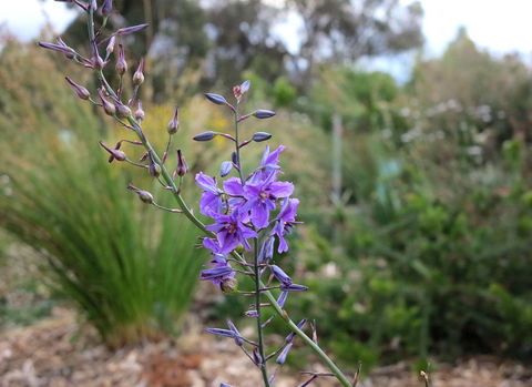 The Chocolate Lily Bed & Breakfast - Yamba Accommodation 3