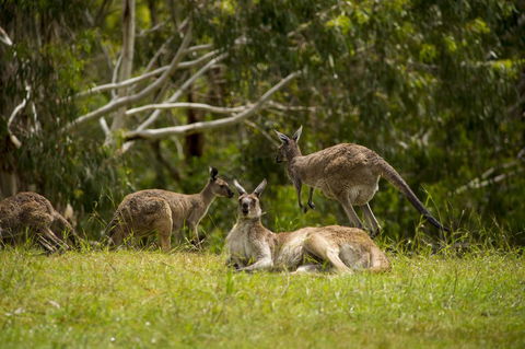 The Stirling Golf Club - Yamba Accommodation 1