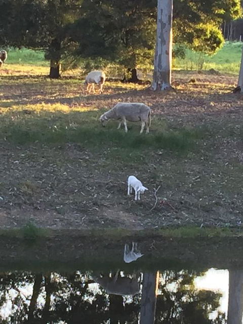 Tree Of Love Farm Stay - Yamba Accommodation 2