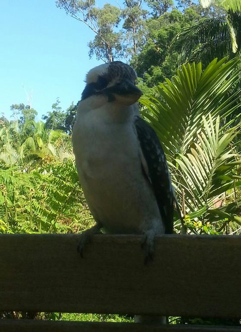 Tropic Oasis - Yamba Accommodation 3