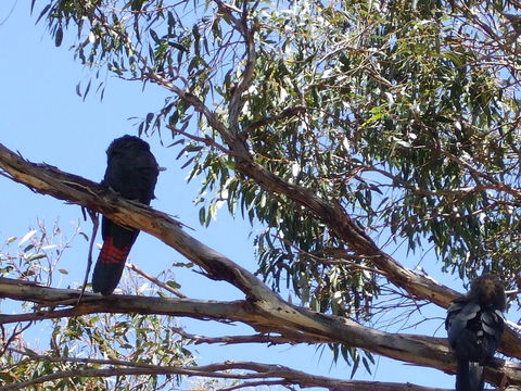 Wanderers Rest Of Kangaroo Island - Yamba Accommodation 2