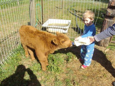 Aspens Springs Farmstay - Yamba Accommodation 22