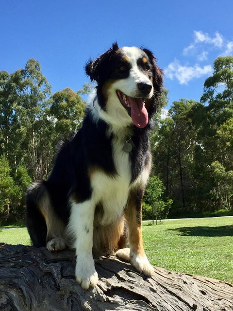 Bundjil Studio - Yamba Accommodation 13