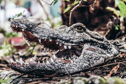 Cool Bananas Backpackers - Yamba Accommodation 42