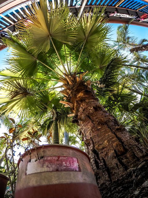 Cool Bananas Backpackers - Yamba Accommodation 14