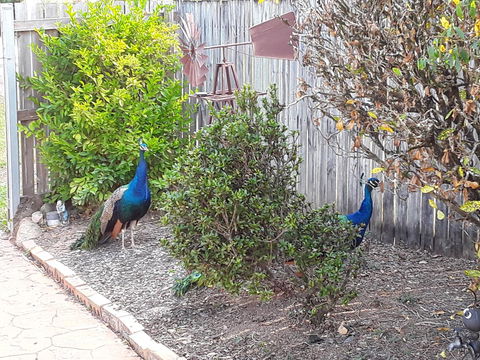 The Peacocks Nest - Yamba Accommodation 42