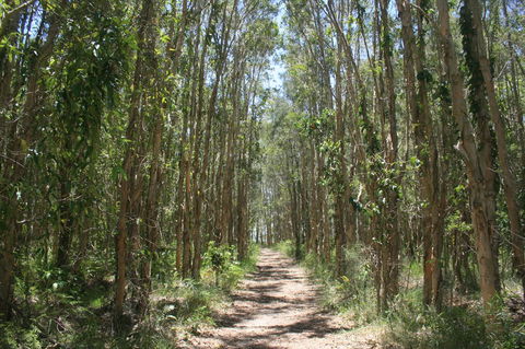 Lake Weyba Noosa Lodge & Kangaroos - Yamba Accommodation 39