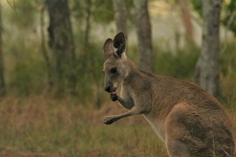 Lake Weyba Noosa Lodge & Kangaroos - Yamba Accommodation 43
