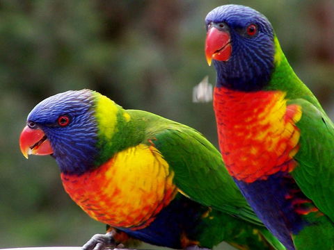 Lake Weyba Noosa Lodge & Kangaroos - Yamba Accommodation 12