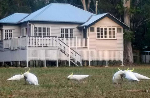 Lake Weyba Noosa Lodge & Kangaroos - Yamba Accommodation 20