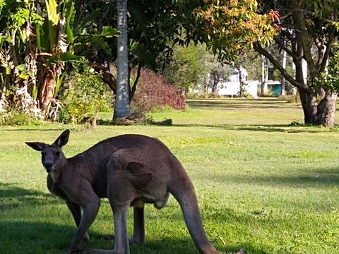 Lake Weyba Noosa Lodge & Kangaroos - Yamba Accommodation 24