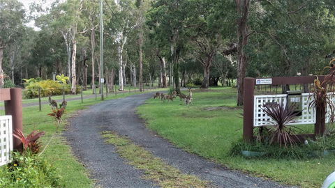 Lake Weyba Noosa Lodge & Kangaroos - Yamba Accommodation 42