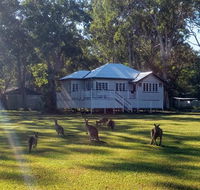 Lake Weyba Noosa Lodge  Kangaroos - Yamba Accommodation