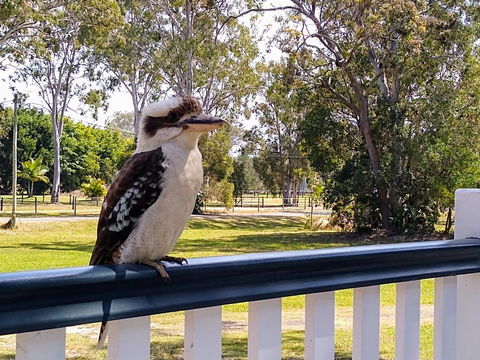 Lake Weyba Noosa Lodge & Kangaroos - Yamba Accommodation 18