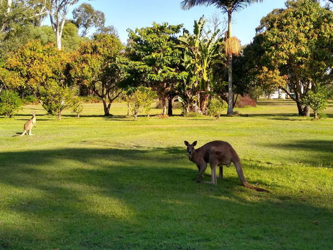 Lake Weyba Noosa Lodge & Kangaroos - Yamba Accommodation 8