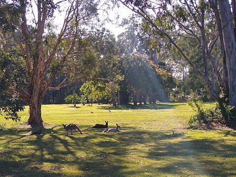 Lake Weyba Noosa Lodge & Kangaroos - Yamba Accommodation 4