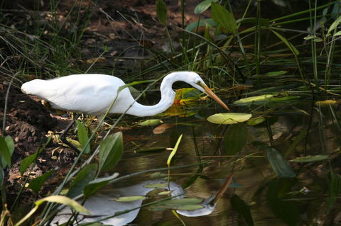 Lake Weyba Noosa Lodge & Kangaroos - Yamba Accommodation 33