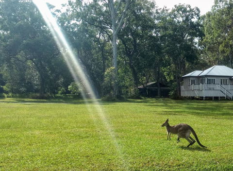 Lake Weyba Noosa Lodge & Kangaroos - Yamba Accommodation 26