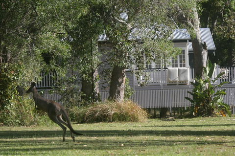 Lake Weyba Noosa Lodge & Kangaroos - Yamba Accommodation 31
