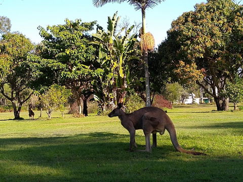 Lake Weyba Noosa Lodge & Kangaroos - Yamba Accommodation 35