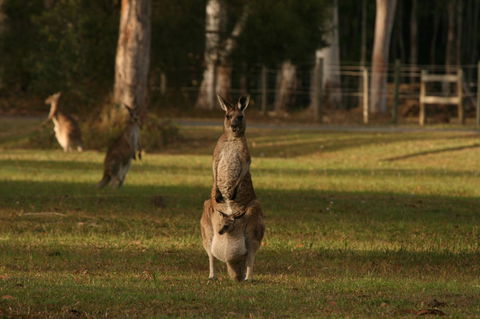 Lake Weyba Noosa Lodge & Kangaroos - Yamba Accommodation 16