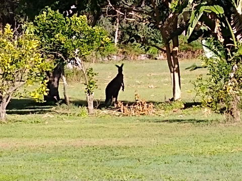 Lake Weyba Noosa Lodge & Kangaroos - Yamba Accommodation 29