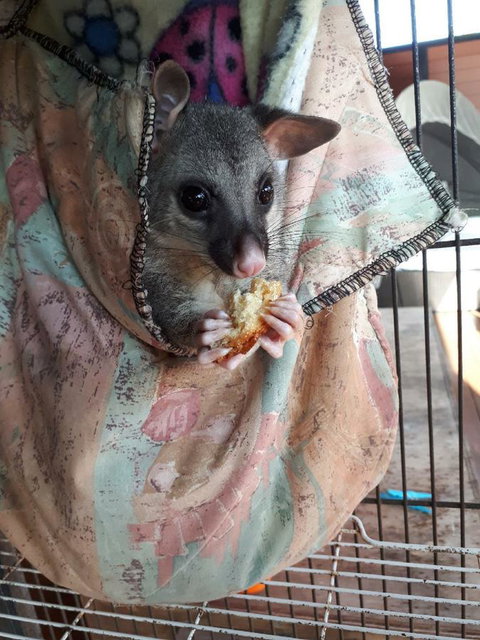 Airlie Beach Eco Cabins - Adults Only - Yamba Accommodation 27