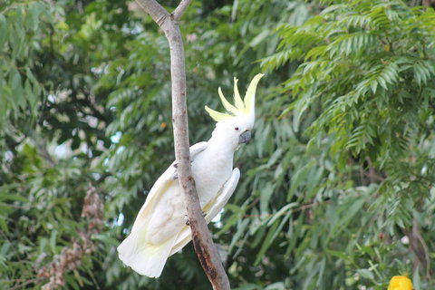Airlie Beach Eco Cabins - Adults Only - Yamba Accommodation 4