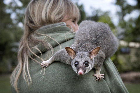 Airlie Beach Eco Cabins - Adults Only - Yamba Accommodation 3