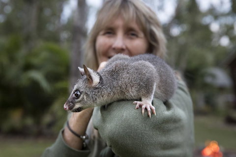 Airlie Beach Eco Cabins - Adults Only - Yamba Accommodation 11