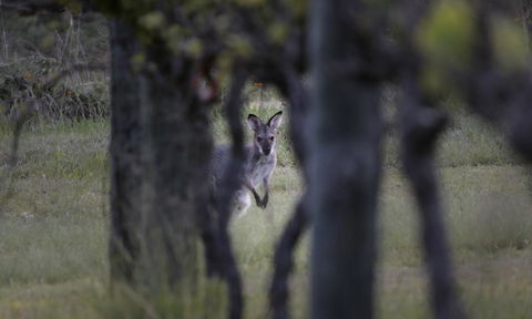 Granite Belt Retreat And Brewery - Yamba Accommodation 23