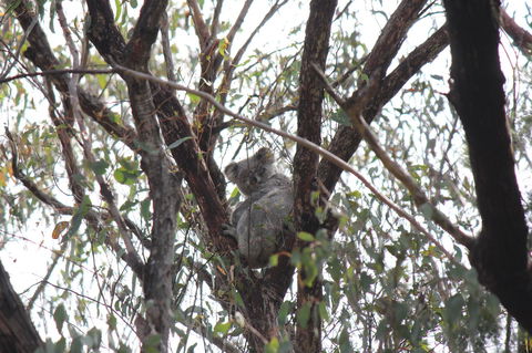 Granite Belt Retreat And Brewery - Yamba Accommodation 20