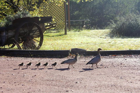 Granite Belt Retreat And Brewery - Yamba Accommodation 22