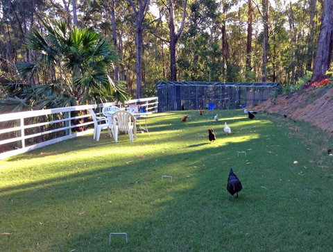 Noosa Hinterland Retreat - Yamba Accommodation 11
